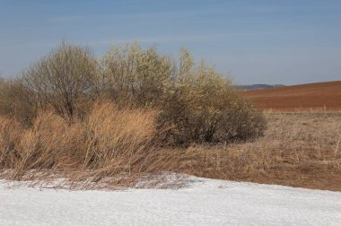 Bahar manzara. bahar alanında son kar. engebeli arazi. ağaçların yaprakları olmadan. ilk sıcak günleridir
