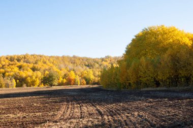 Sonbahar manzara. Alan bir sonbahar ağaç arka plan üzerinde sürme. renkli ağaçlar. kırmızı kahverengi renk sarı, altın. 