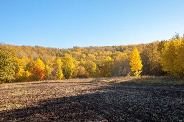 Sonbahar manzara. Alan bir sonbahar ağaç arka plan üzerinde sürme. renkli ağaçlar. kırmızı kahverengi renk sarı, altın. 