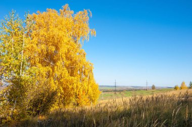 Sonbahar manzara, ağaç meşe akçaağaç sonbahar renkleri, eski çim boyanmıştı. Güzel renkli sonbahar yaprakları yeşil, sarı, turuncu, kırmızı topluluğu