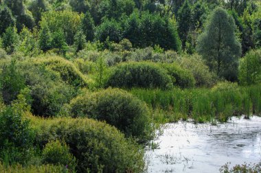 Yaz manzara. Bataklık, marsh, bataklık, quagmire, sazlık, durgun. Yüzölçümü düşük, ekilmemiş yer nerede su toplar; Bir bataklık ya da bataklık.
