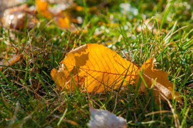 Parkta, ilk kar, kar yaprakları sonbaharda. Kuzey Afrika Sonbahar, kırmızı sarı yapraklar