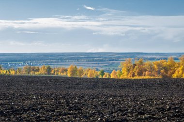 Sonbahar manzara. Alan bir sonbahar ağaç arka plan üzerinde sürme. renkli ağaçlar. kırmızı kahverengi renk sarı, altın. 