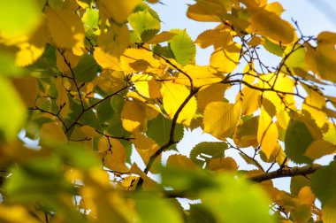Sonbahar yaprakları genellikle birçok yaprak döken ağaçlar ve çalılar ile sonbahar sezonu birkaç haftadır çeşitli kırmızı sarı mor turuncu tonları aldıkları yeşil yaprakları rengidir
