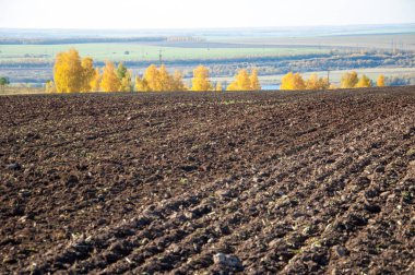 Sonbahar manzara. Alan bir sonbahar ağaç arka plan üzerinde sürme. renkli ağaçlar. kırmızı kahverengi renk sarı, altın. 