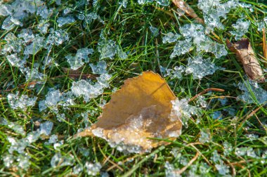 Parkta, ilk kar, kar yaprakları sonbaharda. Kuzey Afrika Sonbahar, kırmızı sarı yapraklar