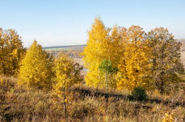 Sonbahar manzara, ağaç meşe akçaağaç sonbahar renkleri, eski çim boyanmıştı. Güzel renkli sonbahar yaprakları yeşil, sarı, turuncu, kırmızı topluluğu