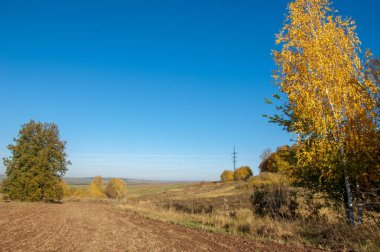 Sonbahar manzara. Alan bir sonbahar ağaç arka plan üzerinde sürme. renkli ağaçlar. kırmızı kahverengi renk sarı, altın. 