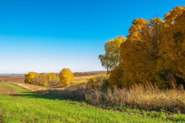 Sonbahar manzara, ağaç meşe akçaağaç sonbahar renkleri, eski çim boyanmıştı. Güzel renkli sonbahar yaprakları yeşil, sarı, turuncu, kırmızı topluluğu