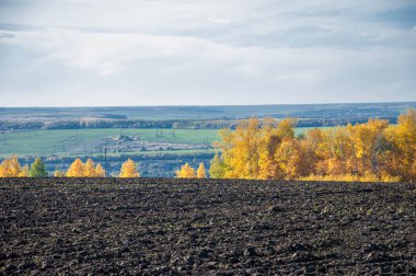 Sonbahar manzara. Alan bir sonbahar ağaç arka plan üzerinde sürme. renkli ağaçlar. kırmızı kahverengi renk sarı, altın. 