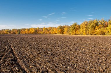 Sonbahar manzara. Alan bir sonbahar ağaç arka plan üzerinde sürme. renkli ağaçlar. kırmızı kahverengi renk sarı, altın. 