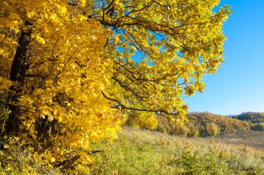 Sonbahar manzara, ağaç meşe akçaağaç sonbahar renkleri, eski çim boyanmıştı. Güzel renkli sonbahar yaprakları yeşil, sarı, turuncu, kırmızı topluluğu