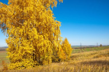 Sonbahar manzara, ağaç meşe akçaağaç sonbahar renkleri, eski çim boyanmıştı. Güzel renkli sonbahar yaprakları yeşil, sarı, turuncu, kırmızı topluluğu