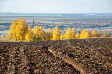 Sonbahar manzara. Alan bir sonbahar ağaç arka plan üzerinde sürme. renkli ağaçlar. kırmızı kahverengi renk sarı, altın. 