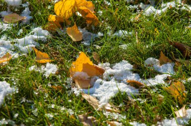 Parkta, ilk kar, kar yaprakları sonbaharda. Kuzey Afrika Sonbahar, kırmızı sarı yapraklar
