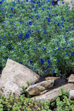 Anagallis cinsidir yaklaşık 20-25 tür çiçekli bitki ailesindeki Primulaceae, Kızıl Farekulağı'Farekulağı ' ve belki de en iyi bilinen yaygın olarak adlandırılan.