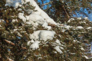 Kış manzarası. Ladin dallarda kar büyük birikimleri vardır. Gökten düşmek, kar taneleri ışık ve, havada dans, ağaçların dalları üzerinde yalan.