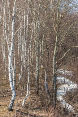 Bahar manzara. Taze sürülmüş alan. engebeli arazi. ağaçların yaprakları olmadan. Çok renkli bahar ağaçları. Geçen yılki kış kar kalan. Son kar.