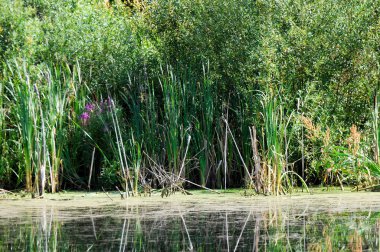 Yaz manzara. Bataklık, marsh, bataklık, quagmire, sazlık, durgun. Yüzölçümü düşük, ekilmemiş yer nerede su toplar; Bir bataklık ya da bataklık.
