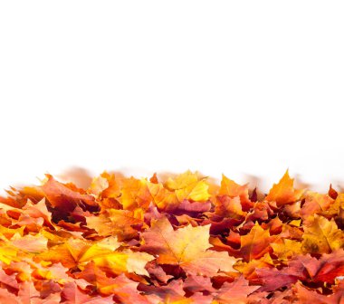 Çizim arka plan doku. Sonbahar akçaağaç yaprakları. arka planını düşen sonbahar yaprakları