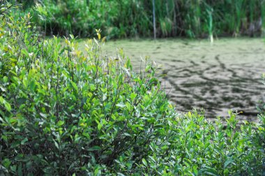 Yaz manzara. Bataklık, marsh, bataklık, quagmire, sazlık, durgun. Yüzölçümü düşük, ekilmemiş yer nerede su toplar; Bir bataklık ya da bataklık.