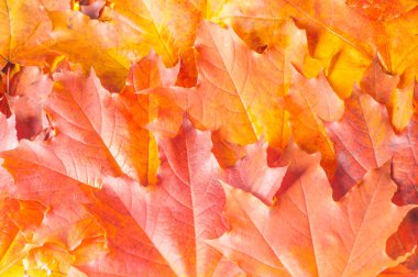 Sonbahar doku. Renkli akçaağaç yaprakları. Fenomen genellikle sonbahar renkleri veya İngiliz İngilizcesi ve sonbahar renkleri, sonbahar yaprakları veya sadece yeşillik sonbahar yaprakları Amerikan İngilizce olarak adlandırılır.