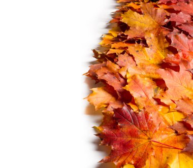 Çizim arka plan doku. Sonbahar akçaağaç yaprakları. arka planını düşen sonbahar yaprakları