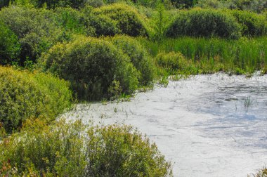 Yaz manzara. Bataklık, marsh, bataklık, quagmire, sazlık, durgun. Yüzölçümü düşük, ekilmemiş yer nerede su toplar; Bir bataklık ya da bataklık.