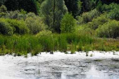 Yaz manzara. Bataklık, marsh, bataklık, quagmire, sazlık, durgun. Yüzölçümü düşük, ekilmemiş yer nerede su toplar; Bir bataklık ya da bataklık.
