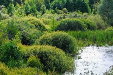 Yaz manzara. Bataklık, marsh, bataklık, quagmire, sazlık, durgun. Yüzölçümü düşük, ekilmemiş yer nerede su toplar; Bir bataklık ya da bataklık.