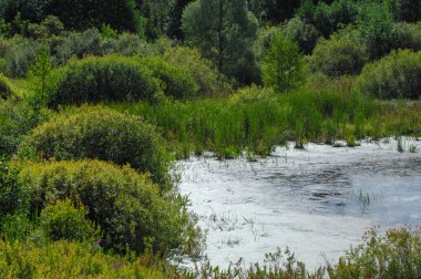 Yaz manzara. Bataklık, marsh, bataklık, quagmire, sazlık, durgun. Yüzölçümü düşük, ekilmemiş yer nerede su toplar; Bir bataklık ya da bataklık.
