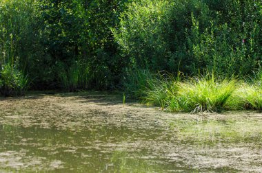 Yaz manzara. Bataklık, marsh, bataklık, quagmire, sazlık, durgun. Yüzölçümü düşük, ekilmemiş yer nerede su toplar; Bir bataklık ya da bataklık.
