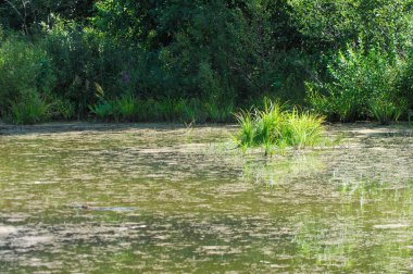 Yaz manzara. Bataklık, marsh, bataklık, quagmire, sazlık, durgun. Yüzölçümü düşük, ekilmemiş yer nerede su toplar; Bir bataklık ya da bataklık.