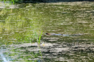 Bir bataklık, Tina, duckweed bir resim. Büyük miktarlarda kez yüzeyde belirgin bir sürekli yeşil katman oluşturan durgun su üzerinde yüzen küçük bir su çiçekli bitki.