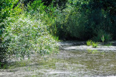 Yaz manzara. Bataklık, marsh, bataklık, quagmire, sazlık, durgun. Yüzölçümü düşük, ekilmemiş yer nerede su toplar; Bir bataklık ya da bataklık.