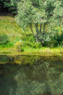 Yaz manzara. Bataklık, marsh, bataklık, quagmire, sazlık, durgun. Yüzölçümü düşük, ekilmemiş yer nerede su toplar; Bir bataklık ya da bataklık.
