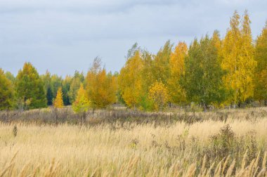 doğal manzara. Sonbahar manzara. Şehir, parlak kırmızı sarı ağaçlar, çalılar, eski sarı siyah çim banliyölerinde