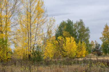 doğal manzara. Sonbahar manzara. Geç sonbaharda büyük bir şehir, bir banliyösünde. Altın ağaçlar, Kuru ot. bulutlu hava. Bulut gökyüzü kapakları, güneşin parlamadığı değil, Rüzgar uluyor alanında,
