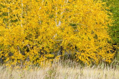 doğal manzara. Sonbahar manzara. Geç sonbaharda büyük bir şehir, bir banliyösünde. Altın ağaçlar, Kuru ot. bulutlu hava. Bulut gökyüzü kapakları, güneşin parlamadığı değil, Rüzgar uluyor alanında,