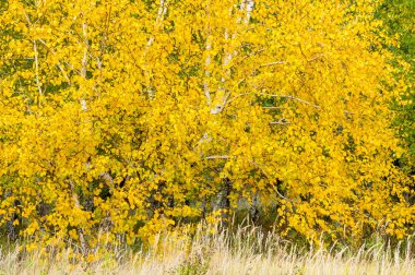doğal manzara. Sonbahar manzara. Geç sonbaharda büyük bir şehir, bir banliyösünde. Altın ağaçlar, Kuru ot. bulutlu hava. Bulut gökyüzü kapakları, güneşin parlamadığı değil, Rüzgar uluyor alanında,