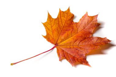 Doku, arka plan, desen. Sonbahar akçaağaç yaprağı, açık renkler, beyaz arka plan üzerinde izole 