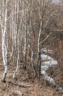 Bahar manzara. Taze sürülmüş alan. engebeli arazi. ağaçların yaprakları olmadan. Çok renkli bahar ağaçları. Geçen yılki kış kar kalan. Son kar.
