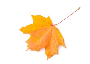 Sonbahar doku. Renkli akçaağaç yaprakları. Fenomen genellikle sonbahar renkleri veya İngiliz İngilizcesi ve sonbahar renkleri, sonbahar yaprakları veya sadece yeşillik sonbahar yaprakları Amerikan İngilizce olarak adlandırılır.