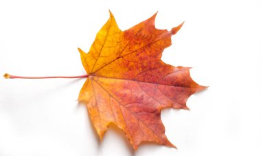 Doku, arka plan, desen. Sonbahar akçaağaç yaprağı, açık renkler, beyaz arka plan üzerinde izole 