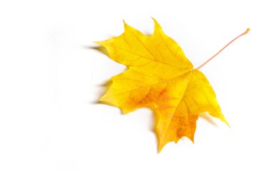 Doku, arka plan, desen. Sonbahar akçaağaç yaprağı, açık renkler, beyaz arka plan üzerinde izole 