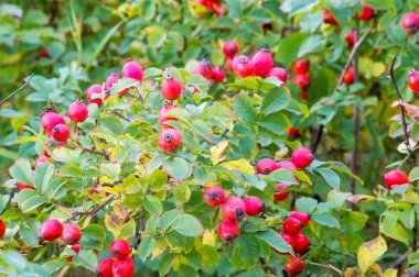 Köpek-gül meyve. İyileştirici özellikleri. Fitoterapi. Şifalı bitkiler ile tedavi. Askorbik asit. antioksidan etkisi. seçeneği ve sitrik asitler, beriberi. gemilerin güçlendirilmiştir. tonik