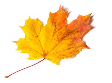 Doku, arka plan, desen. Sonbahar akçaağaç yaprağı, açık renkler, beyaz arka plan üzerinde izole 