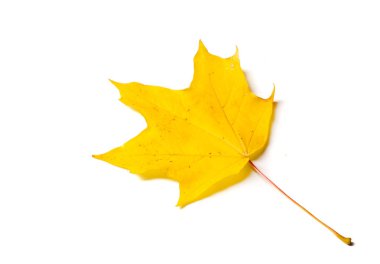 Sonbahar doku. Renkli akçaağaç yaprakları. Fenomen genellikle sonbahar renkleri veya İngiliz İngilizcesi ve sonbahar renkleri, sonbahar yaprakları veya sadece yeşillik sonbahar yaprakları Amerikan İngilizce olarak adlandırılır.