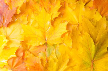 Sonbahar doku. Renkli akçaağaç yaprakları. Fenomen genellikle sonbahar renkleri veya İngiliz İngilizcesi ve sonbahar renkleri, sonbahar yaprakları veya sadece yeşillik sonbahar yaprakları Amerikan İngilizce olarak adlandırılır.