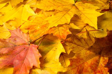 Doku, arka plan, desen. Sonbahar akçaağaç yaprağı, açık renkler, beyaz arka plan üzerinde izole 